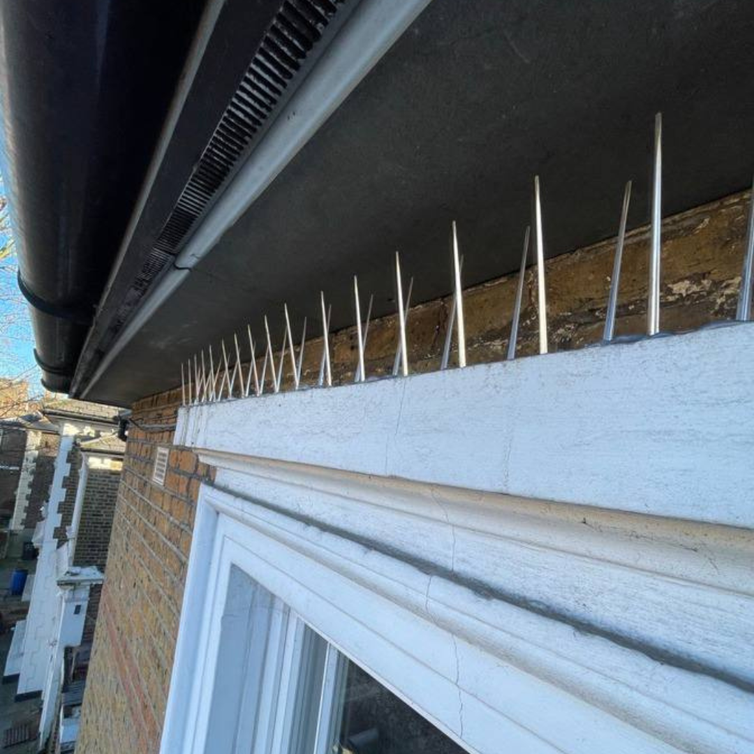 Totteridge period property after — stainless-steel pigeon spikes fitted along ledges